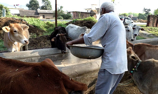 gokul-dham-gaushala-01