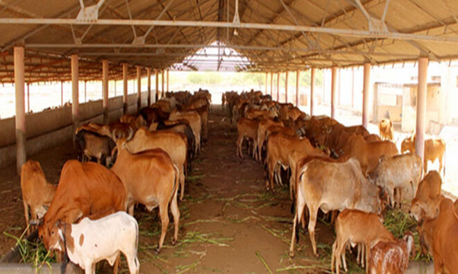 gokul-dham-gaushala-02